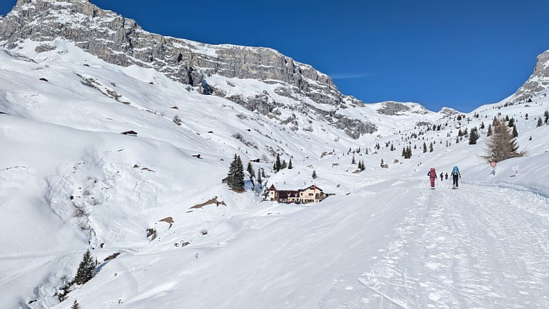 Alpenrösli unter der Sulzfluh