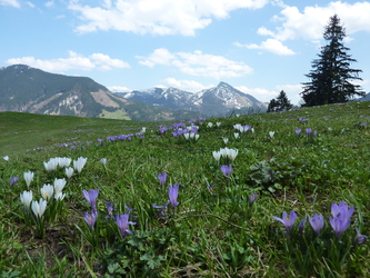 Krokusblüte auf den Daffnerwaldalmen. Blick zum Spitzstein